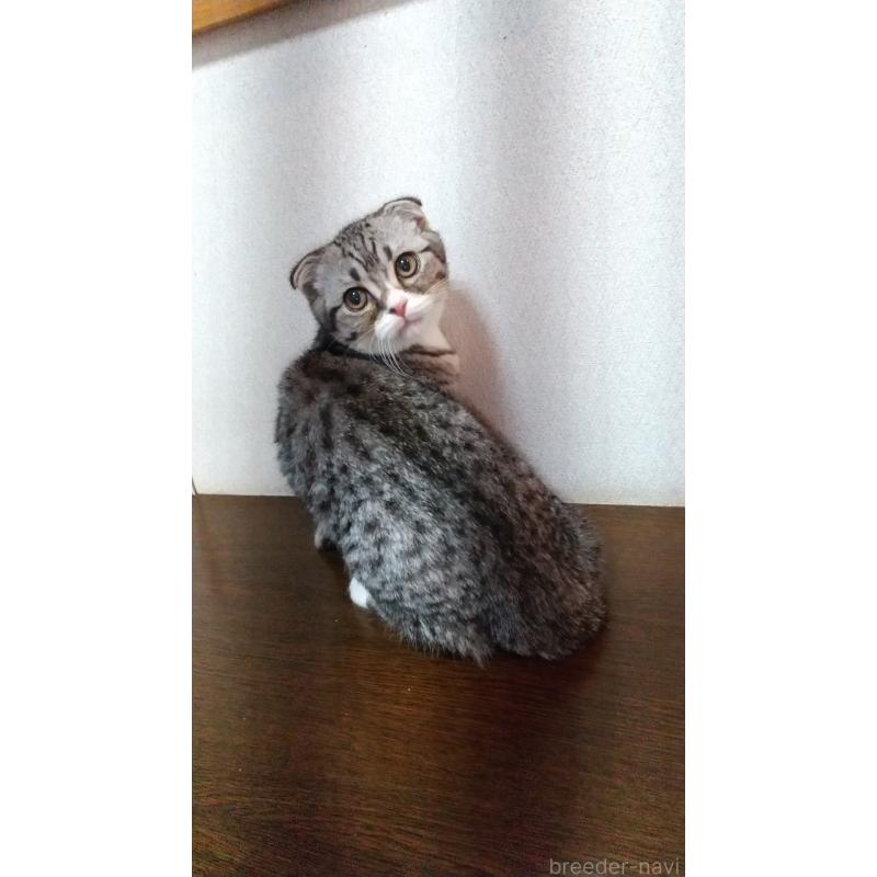 販売中の栃木県のスコティッシュフォールド-120625の2枚目