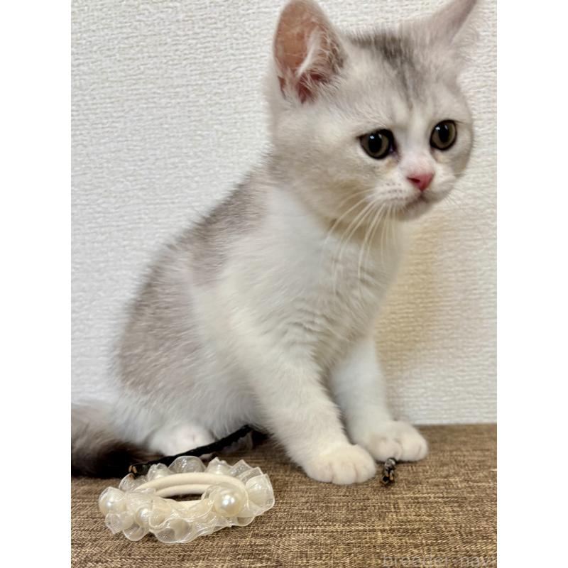 販売中の埼玉県のミヌエット-123486の2枚目