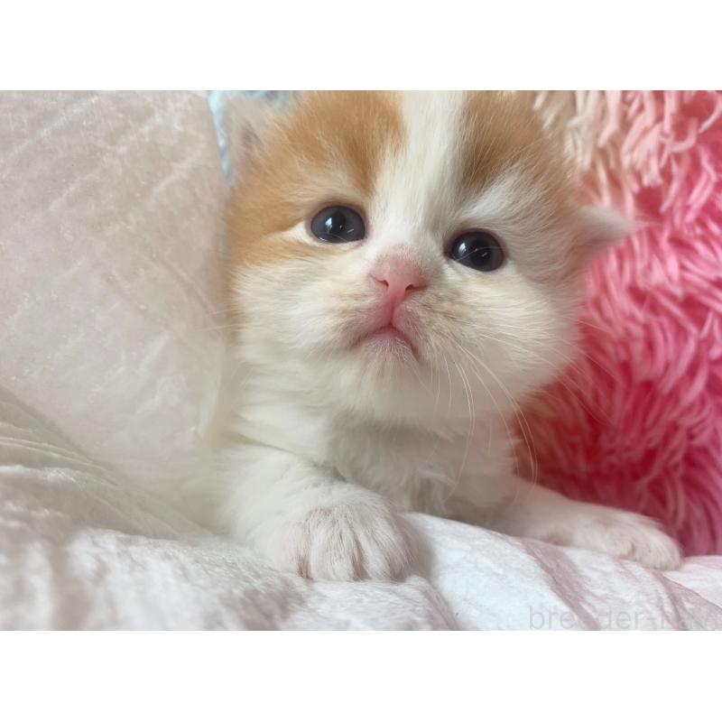 成約済の大阪府のマンチカン-124088の3枚目