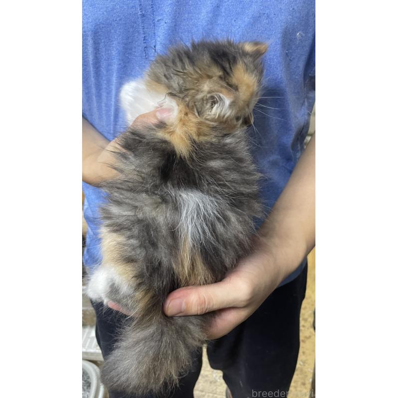 クロちゃん1枚目