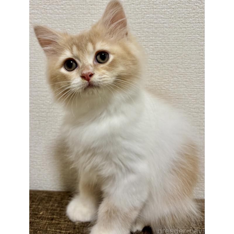 販売中の埼玉県のミヌエット-123491の5枚目