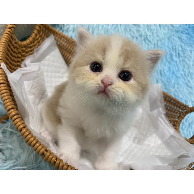 販売中の大阪府のマンチカン-124086の3枚目