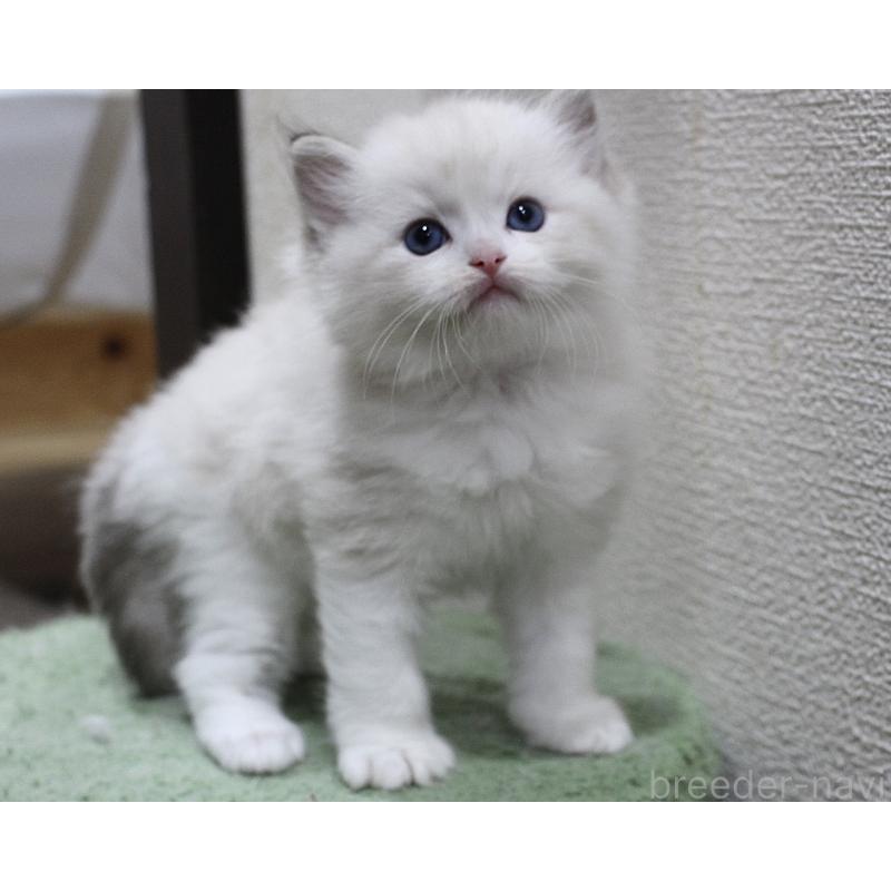 販売中の山梨県のラグドール-123974の10枚目