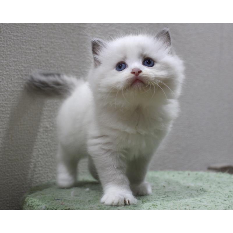 販売中の山梨県のラグドール-123973の10枚目