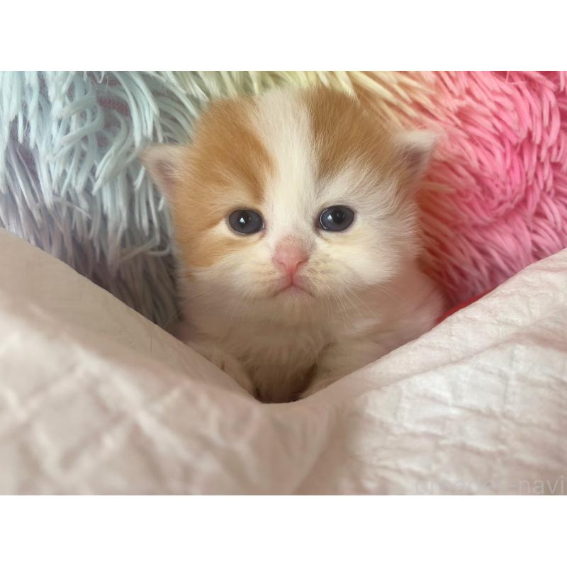 成約済の大阪府のマンチカン-124088の2枚目