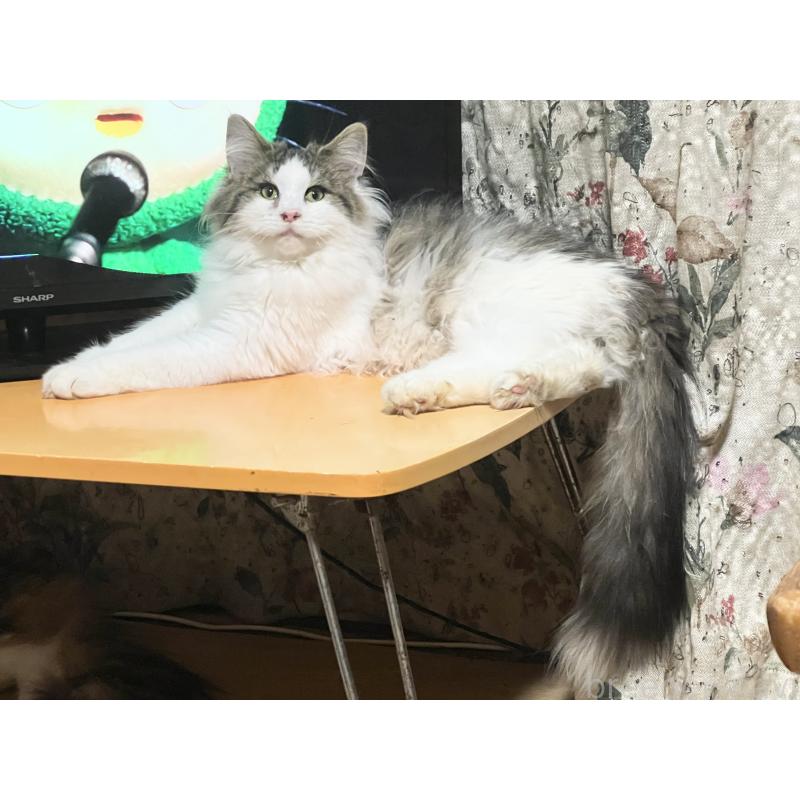 販売中の山口県のノルウェージャンフォレストキャット-110452の2枚目