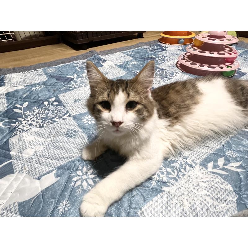 販売中の山口県のノルウェージャンフォレストキャット-110453の2枚目