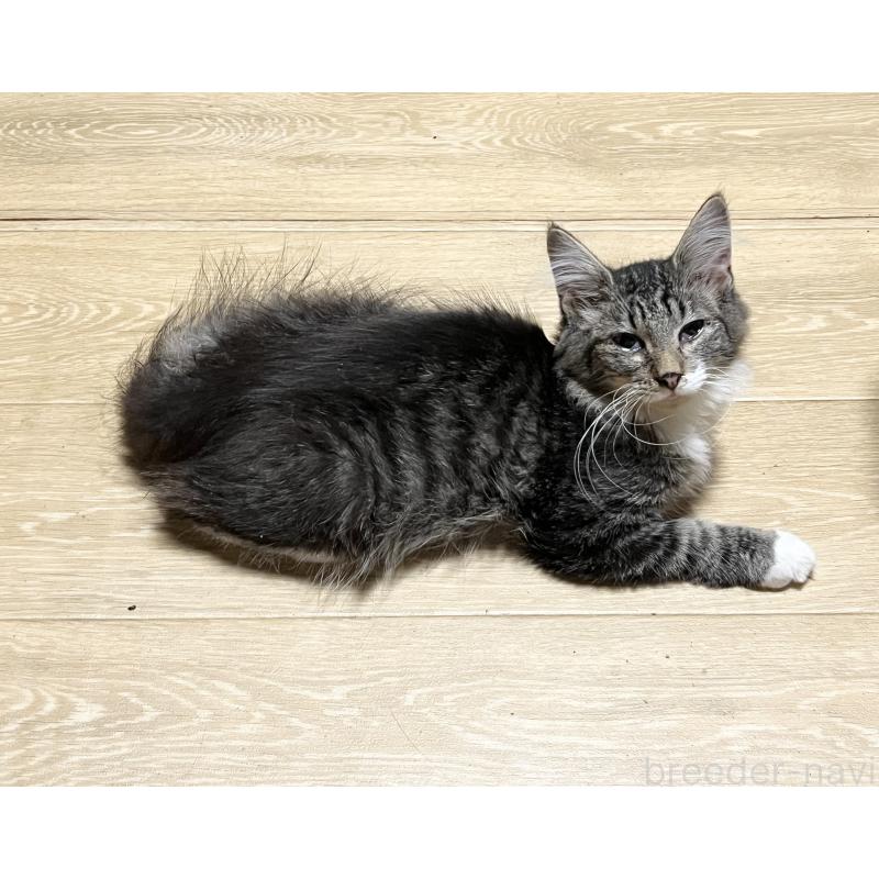 販売中の山口県のノルウェージャンフォレストキャット-116182の3枚目