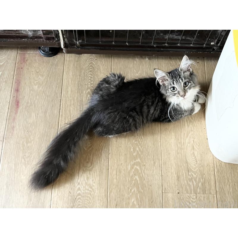 販売中の山口県のノルウェージャンフォレストキャット-116182の2枚目