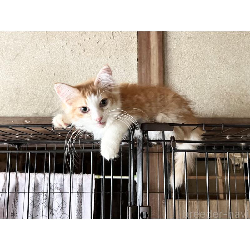 販売中の山口県のノルウェージャンフォレストキャット-116187の4枚目