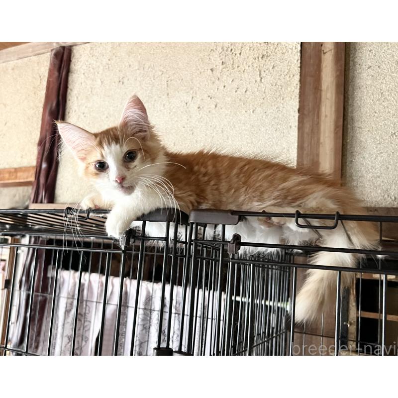 販売中の山口県のノルウェージャンフォレストキャット-116187の3枚目