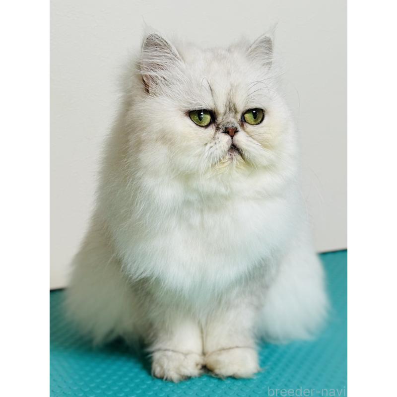 ミーちゃん1枚目