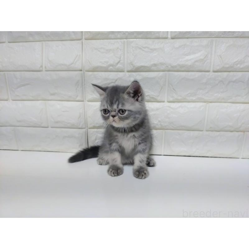 販売中の静岡県のエキゾチックショートヘア-122148の2枚目