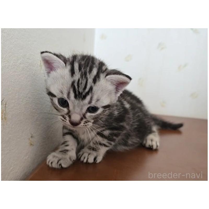 販売中の岐阜県のアメリカンショートヘア-124532の2枚目