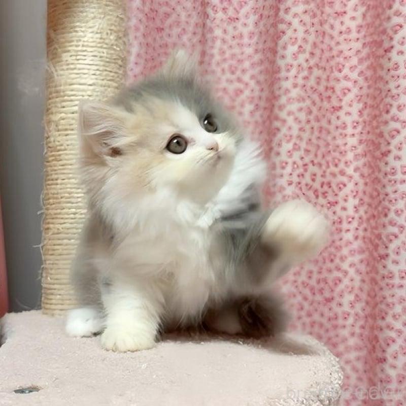販売中の愛媛県のミヌエット-124538の1枚目