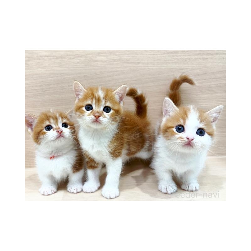 販売中の東京都のマンチカン-124543