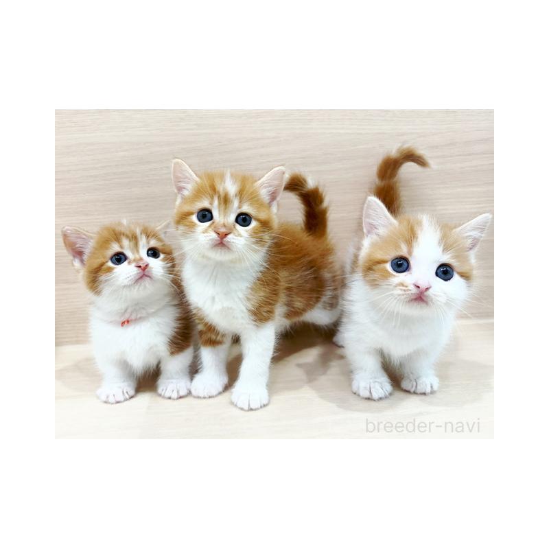 販売中の東京都のマンチカン(短足)-124542の3枚目