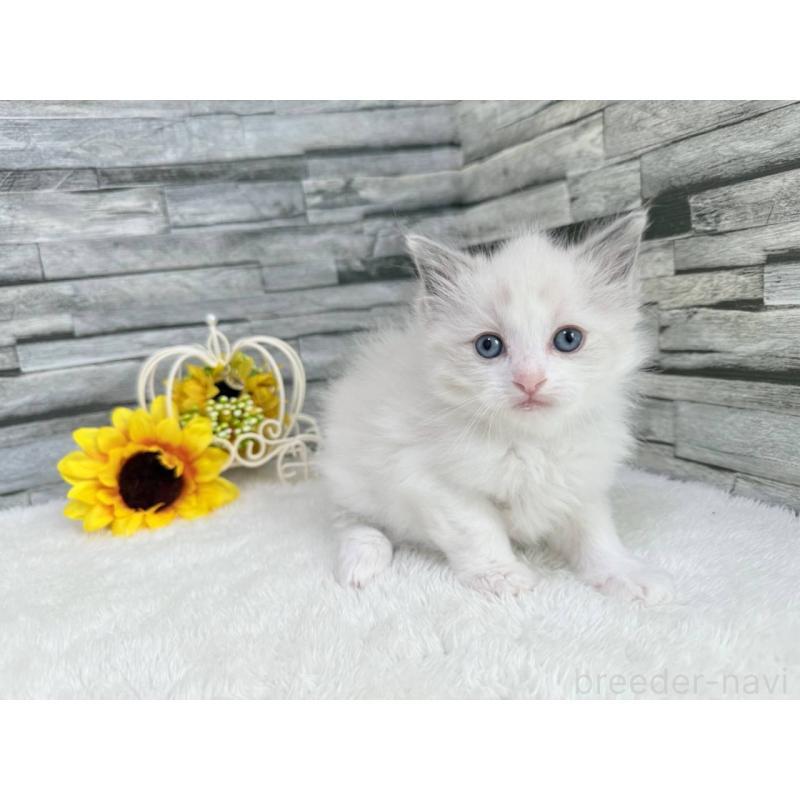 販売中の茨城県のラグドール-124550の6枚目