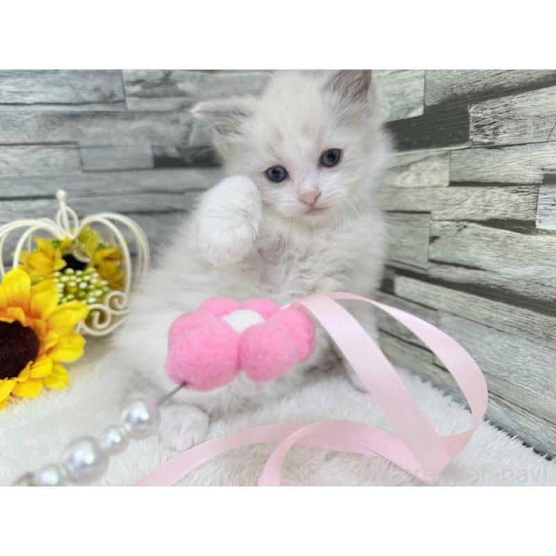 販売中の茨城県のラグドール-124550の5枚目