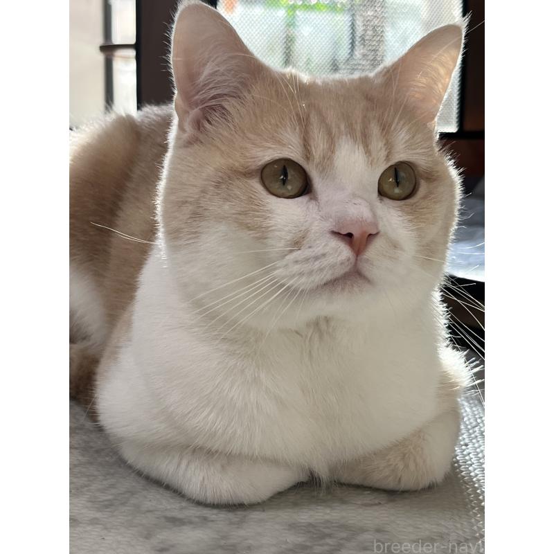チップくん1枚目