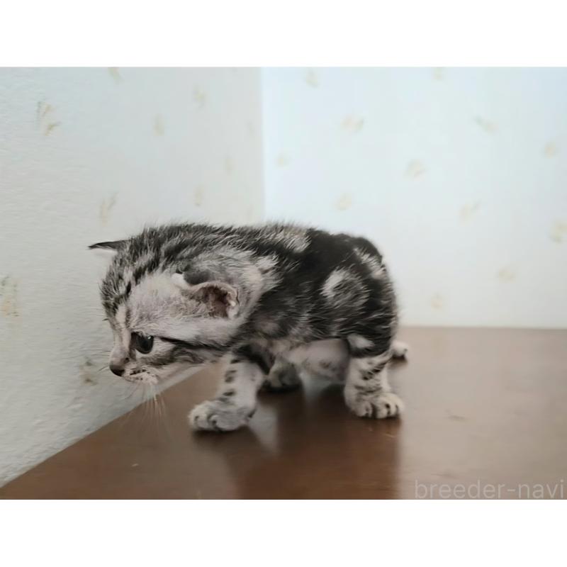 販売中の岐阜県のアメリカンショートヘア-124564の3枚目