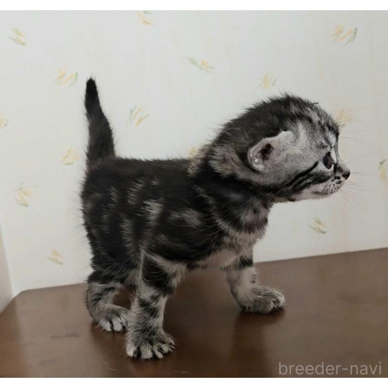 販売中の岐阜県のアメリカンショートヘア-124565の9枚目