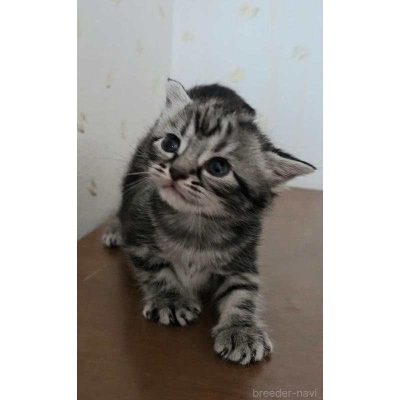 販売中の岐阜県のアメリカンショートヘア-124565の5枚目