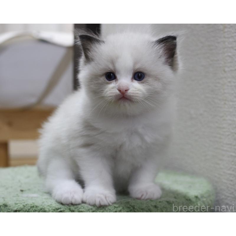 販売中の山梨県のラグドール-124577の4枚目