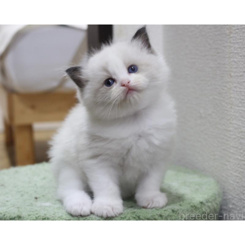 販売中の山梨県のラグドール-124577の3枚目