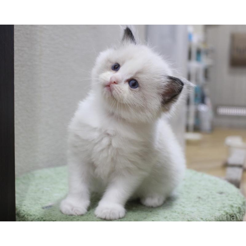販売中の山梨県のラグドール-124577の2枚目