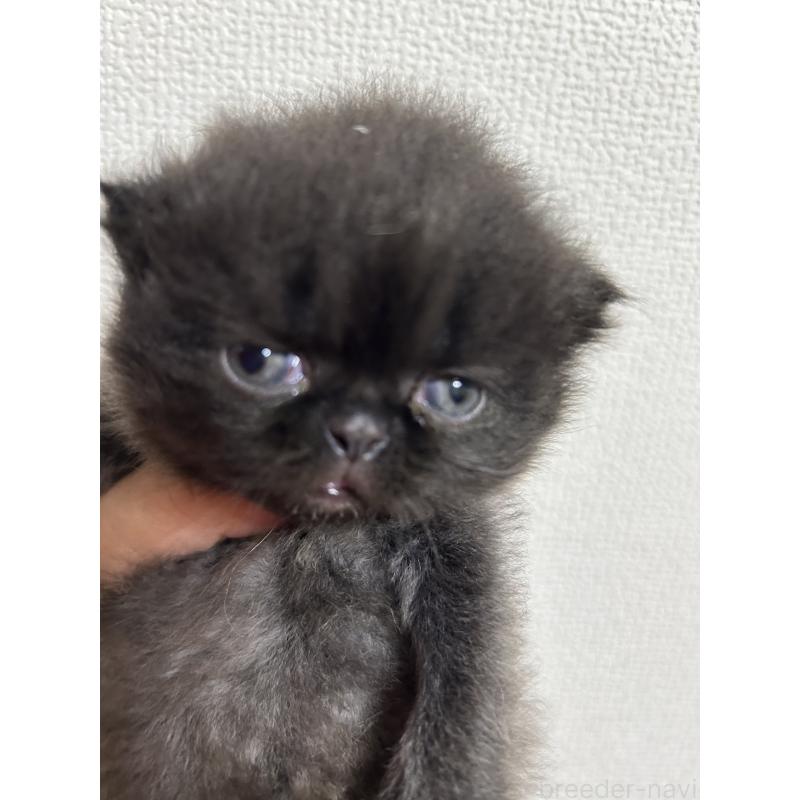 販売中の群馬県のエキゾチックショートヘア-124145の3枚目