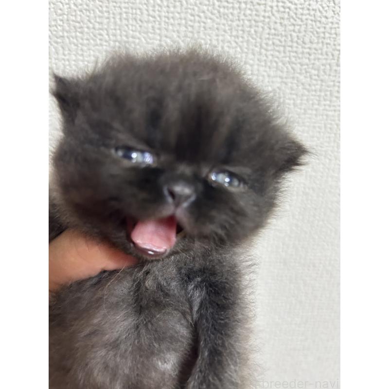 販売中の群馬県のエキゾチックショートヘア-124145の2枚目