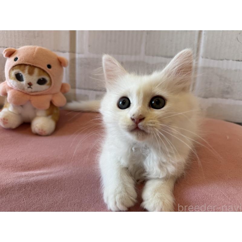 販売中の千葉県のミヌエット-122778の3枚目