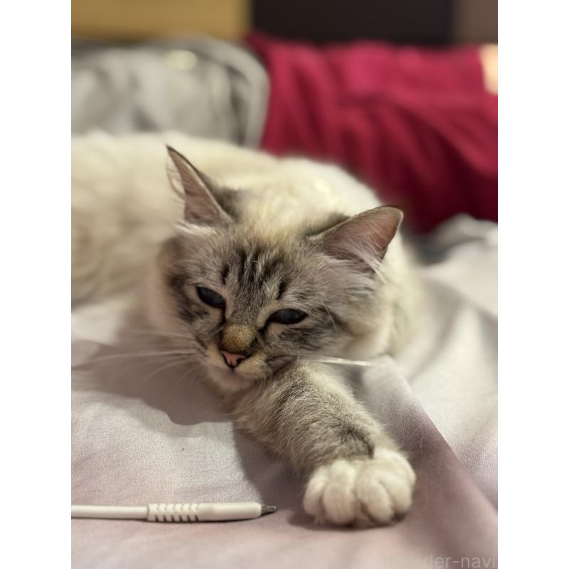アラベラちゃん1枚目