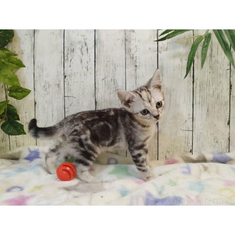 販売中の三重県のアメリカンショートヘア-122398の3枚目