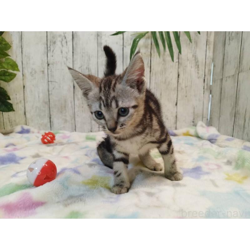 販売中の三重県のアメリカンショートヘア-122397の4枚目