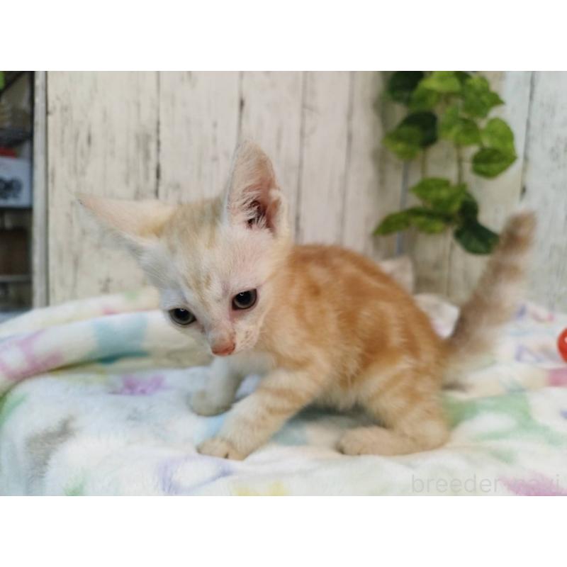 成約済の三重県のアメリカンショートヘア-122395の2枚目