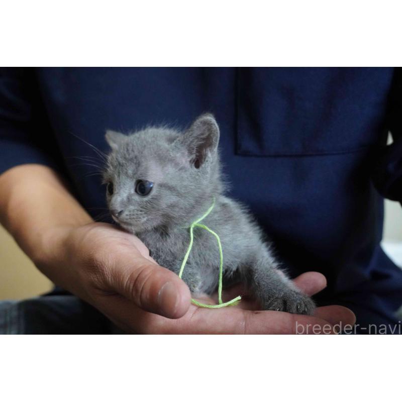 販売中の神奈川県のロシアンブルー-124624の11枚目