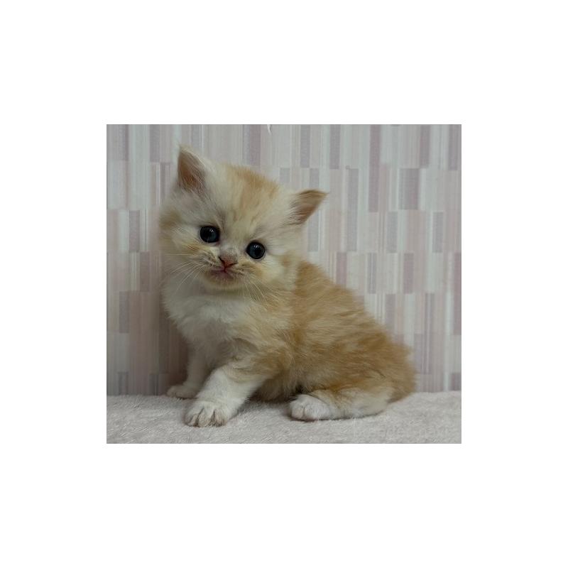 販売中の千葉県のスコティッシュフォールド-124645の2枚目