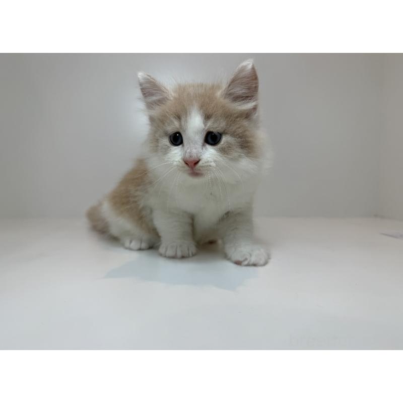 販売中の山口県のノルウェージャンフォレストキャット-124658の3枚目