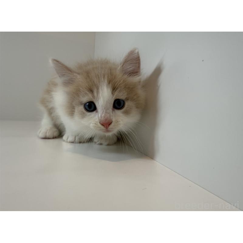 販売中の山口県のノルウェージャンフォレストキャット-124658の2枚目