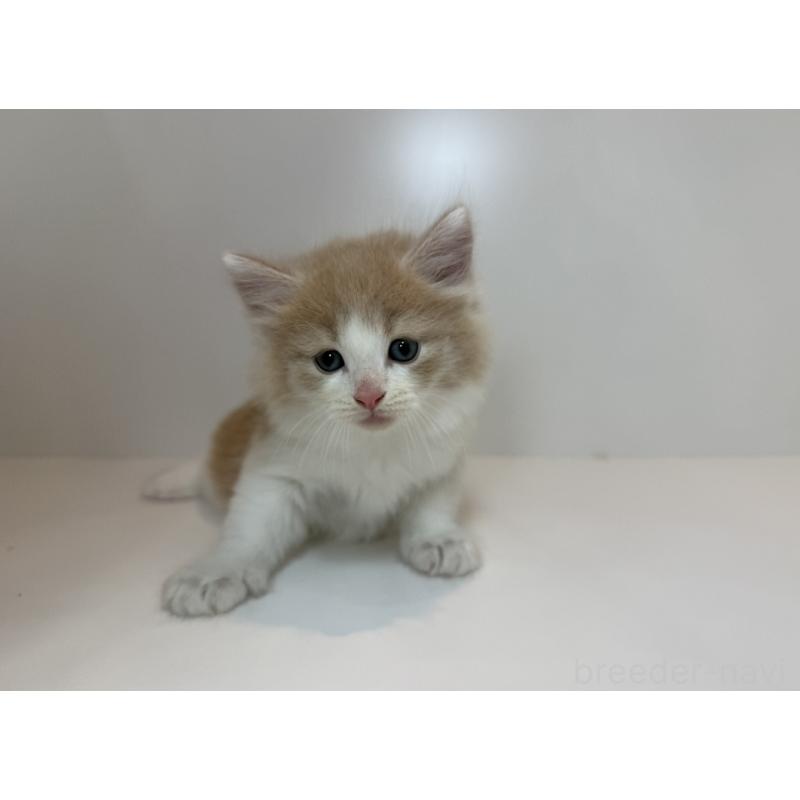 販売中の山口県のノルウェージャンフォレストキャット-124659の3枚目