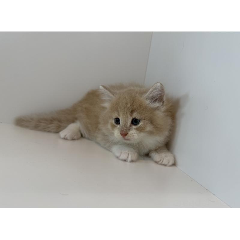 販売中の広島県のノルウェージャンフォレストキャット-124663の3枚目