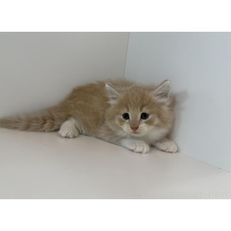 販売中の広島県のノルウェージャンフォレストキャット-124663の2枚目