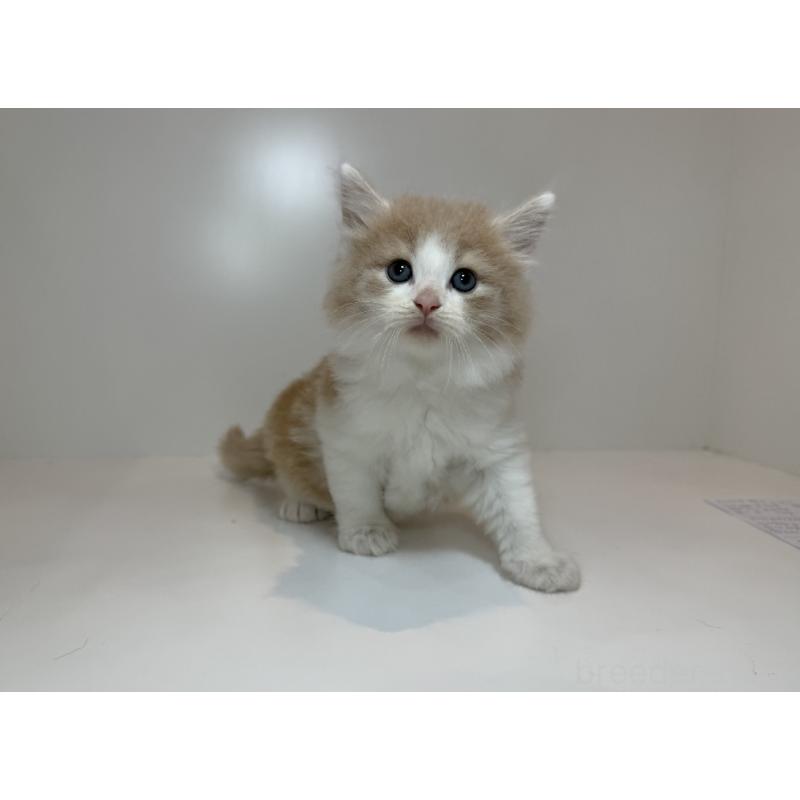 販売中の広島県のノルウェージャンフォレストキャット-124665の2枚目