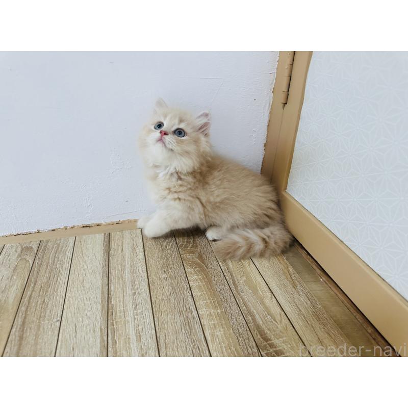 販売中の千葉県のミヌエット-123718の14枚目
