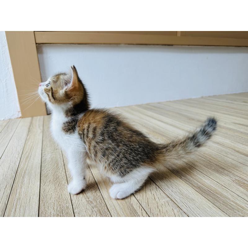 販売中の千葉県のミヌエット-123714の10枚目