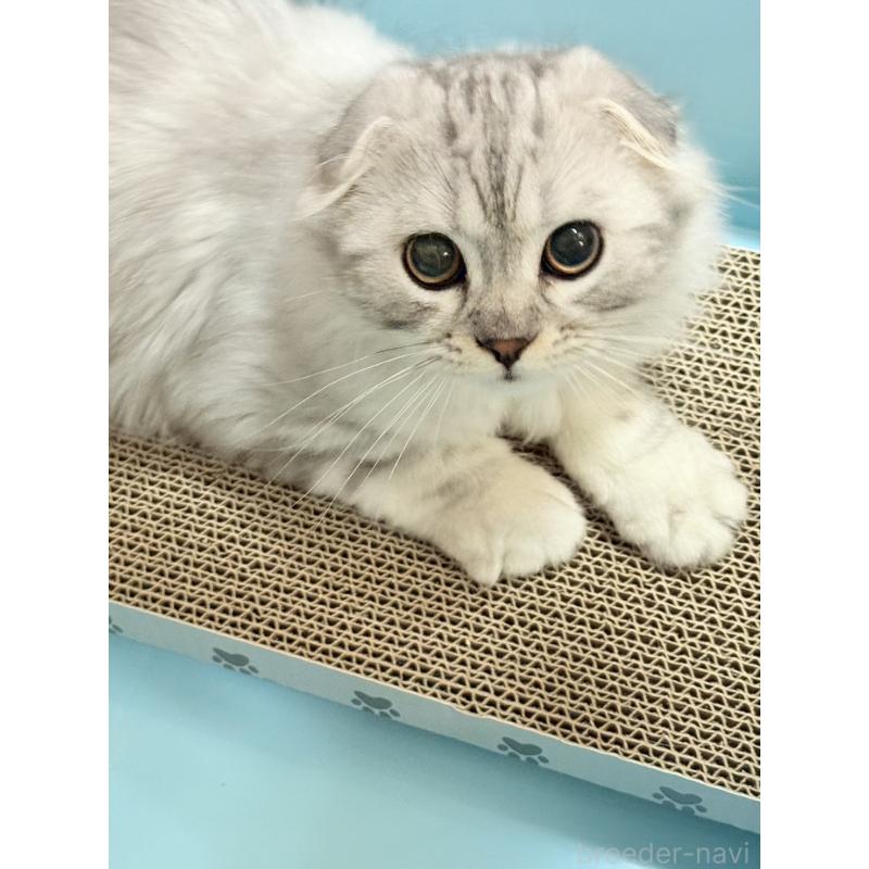 販売中の奈良県のスコティッシュフォールド(折れ耳)-124687の4枚目