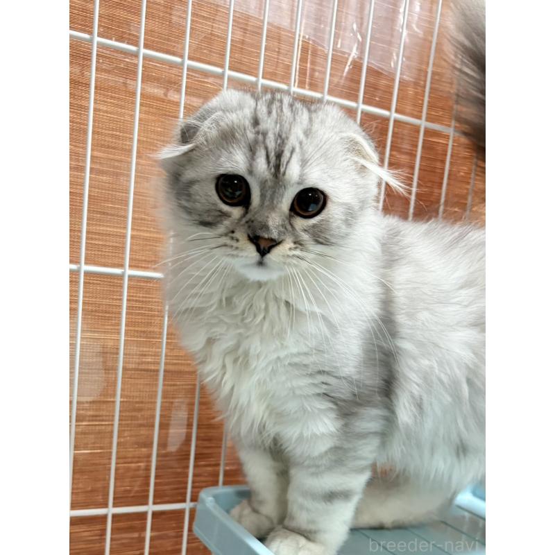 販売中の奈良県のスコティッシュフォールド(折れ耳)-124687の3枚目