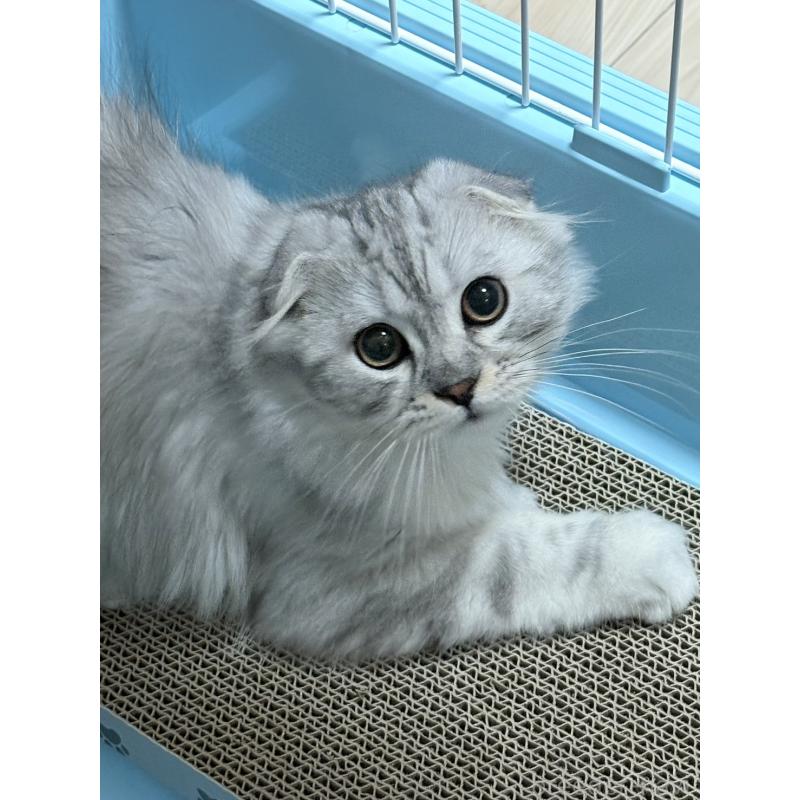 販売中の奈良県のスコティッシュフォールド(折れ耳)-124687の2枚目